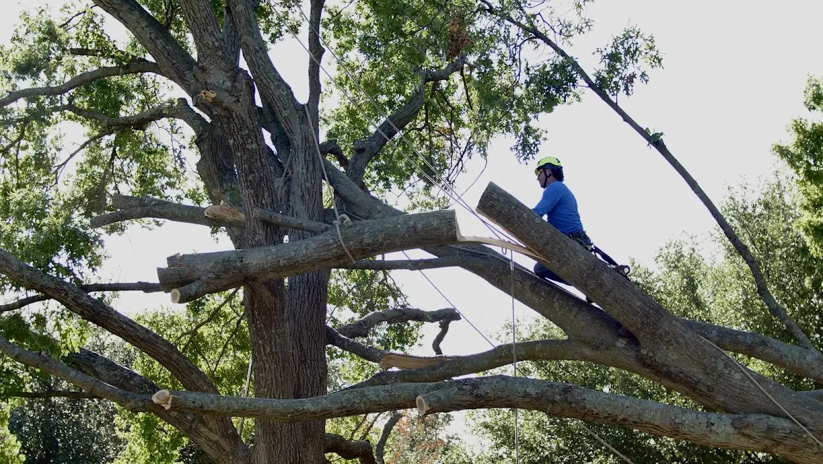 Professional Crown Thinning performed by certified arborists in Tuscumbia